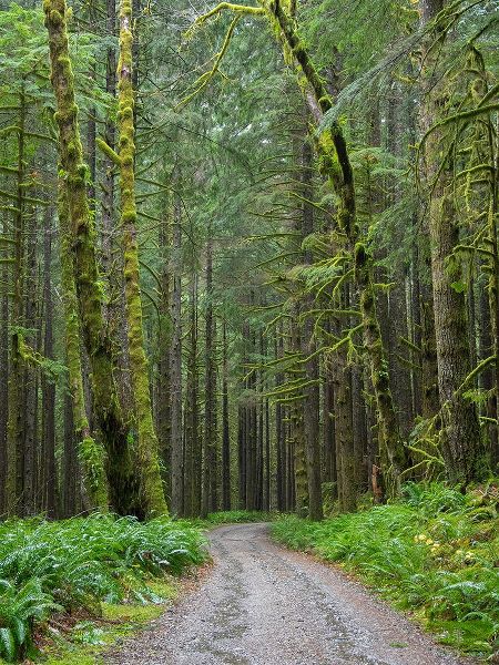 Wild, Jamie and Judy 아티스트의 Washington State-Central Cascades-Forest Road 5620-Moss covered Red Alder forest작품입니다.